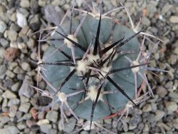 Echinocactus horizonthalonius El Pegueto Icamole pot 5,5 cm - 12403879