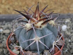 Echinocactus horizonthalonius El Pegueto Icamole pot 5,5 cm - 12403882