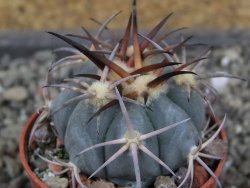Echinocactus horizonthalonius El Pegueto Icamole pot 5,5 cm - 12403883