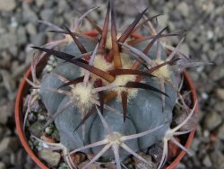Echinocactus horizonthalonius El Pegueto Icamole pot 5,5 cm - 12403884