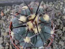 Echinocactus horizonthalonius El Pegueto Icamole pot 5,5 cm - 12403885
