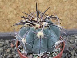 Echinocactus horizonthalonius El Pegueto Icamole pot 5,5 cm - 12403887