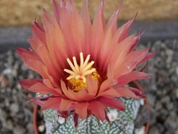 Astrophytum capricorne X red flower oibo, pot 5,5 cm - 12403890