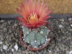 Astrophytum capricorne X red flower oibo, pot 5,5 cm - 12403891