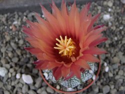Astrophytum capricorne X red flower oibo, pot 5,5 cm - 12403892