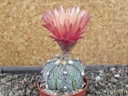 Astrophytum capricorne X red flower oibo, pot 5,5 cm - 12403893