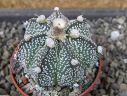 Astrophytum capricorne X red flower oibo, pot 5,5 cm - 12403894