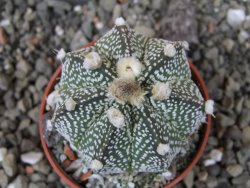 Astrophytum capricorne X red flower oibo, pot 5,5 cm - 12403895