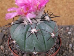 Echinocactus horizonthalonius Castaňas, pot 9 cm - 12403900