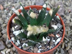 Ariocarpus agavoides pot 5,5 cm cites IA - 12403901