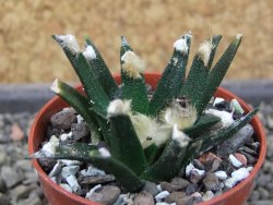 Ariocarpus agavoides pot 5,5 cm cites IA - 12403902