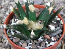 Ariocarpus agavoides pot 5,5 cm cites IA - 12403903