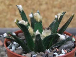 Ariocarpus agavoides pot 5,5 cm cites IA