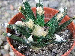 Ariocarpus agavoides pot 5,5 cm cites IA - 12403905