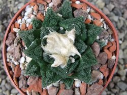 Ariocarpus fissuratus hintonii Matehuala, pot 6,5 cm