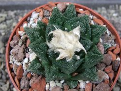 Ariocarpus fissuratus hintonii Matehuala, pot 6,5 cm - 12403907