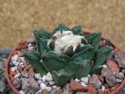 Ariocarpus fissuratus hintonii Matehuala, pot 6,5 cm - 12403909