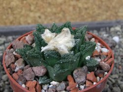 Ariocarpus fissuratus hintonii Matehuala, pot 6,5 cm - 12403910