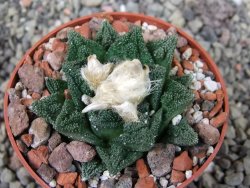 Ariocarpus fissuratus hintonii Matehuala, pot 6,5 cm - 12403911