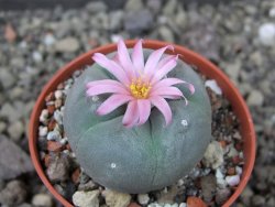 Lophophora fricii pot 5,5 cm - 12403912