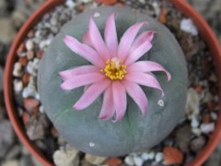 Lophophora fricii pot 5,5 cm - 12403914
