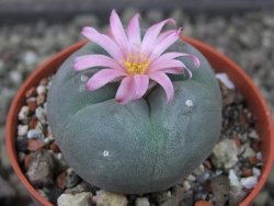 Lophophora fricii pot 5,5 cm - 12403915