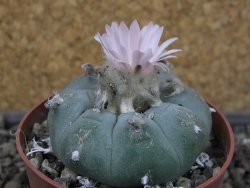Lophophora williamsii pot 6,5 cm - 12403931
