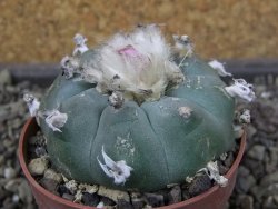 Lophophora williamsii pot 6,5 cm - 12403934