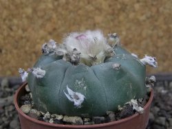 Lophophora williamsii pot 6,5 cm - 12403935