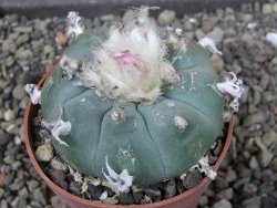Lophophora williamsii pot 6,5 cm - 12403936