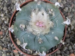 Lophophora williamsii pot 6,5 cm - 12403937