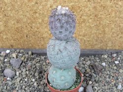 Tephrocactus geometricus pot 5,5 cm - 12403947