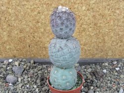 Tephrocactus geometricus pot 5,5 cm - 12403948