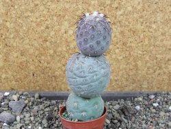 Tephrocactus geometricus pot 5,5 cm - 12403949
