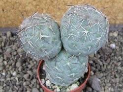 Tephrocactus geometricus pot 5,5 cm - 12403951