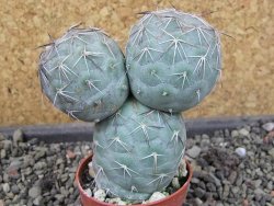 Tephrocactus geometricus pot 5,5 cm - 12403952