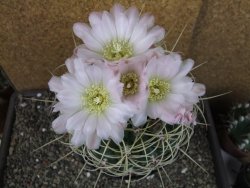 Gymnocalycium monvillei JS 169 pot 13 cm XXXL - 12403968
