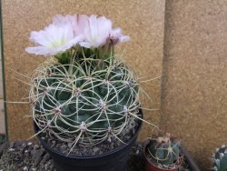 Gymnocalycium monvillei JS 169 pot 13 cm XXXL - 12403969