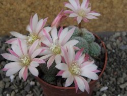 Rebutia sp. pot 6,5 cm - 12403987