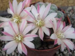 Rebutia sp. pot 6,5 cm - 12403989