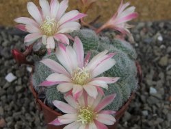 Rebutia sp. pot 6,5 cm - 12403992