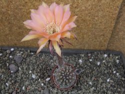 Echinopsis hybrid pot 5,5 cm - 12403993