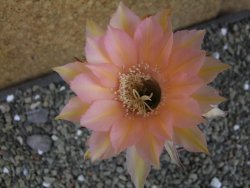Echinopsis hybrid pot 5,5 cm - 12403995