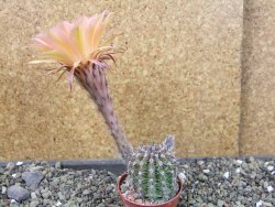 Echinopsis hybrid pot 5,5 cm - 12403996