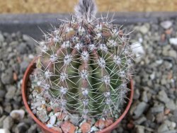 Echinopsis hybrid pot 5,5 cm - 12403997