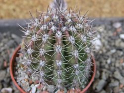 Echinopsis hybrid pot 5,5 cm - 12403998