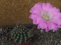 Echinopsis hybrid pot 5,5 cm - 12403999