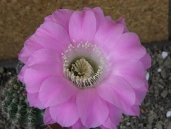 Echinopsis hybrid pot 5,5 cm - 12404000