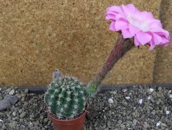 Echinopsis hybrid pot 5,5 cm - 12404002