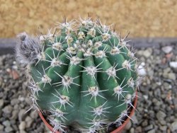 Echinopsis hybrid pot 5,5 cm - 12404003